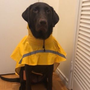 Meet your Posher, Tommy shik